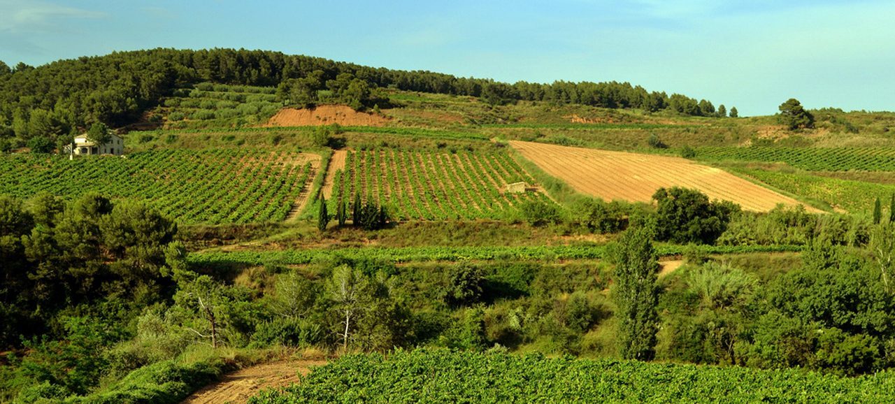 Vinyes i boscos del terme de Torrelles de Foix