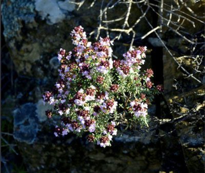 Farigola