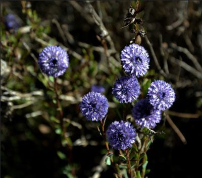 Foixarda